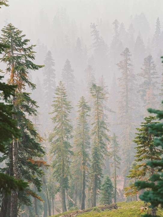 A dense forest of tall pine trees is shrouded in a thick haze.