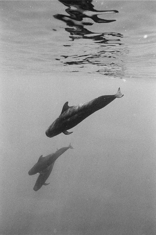 Two pilot whales swim underwater with the surface of the water visible above them.