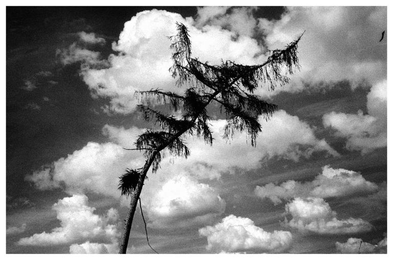 A tall, thin tree with sparse branches leans diagonally across the frame against a cloudy sky.