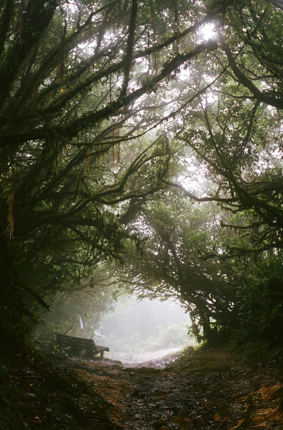 A path leads through a dense, misty forest with a wooden bench visible on the left.