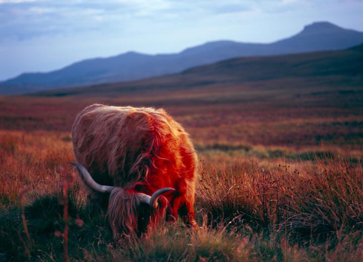 A highland cattle grazes in a field with mountains in the background.