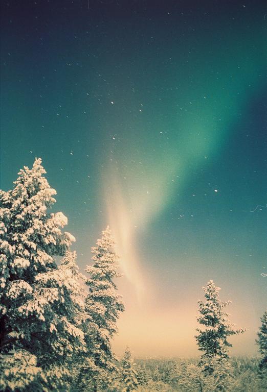 Snow-covered pine trees stand under a night sky illuminated by the aurora borealis.