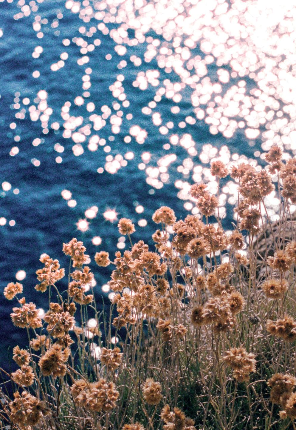 Dried flowers grow in front of a body of water with sparkling sunlight.