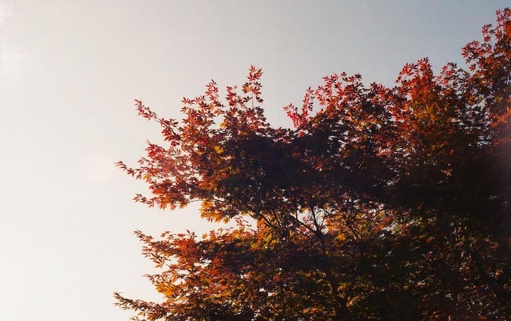 A tree with autumn foliage is photographed from below against a bright sky.