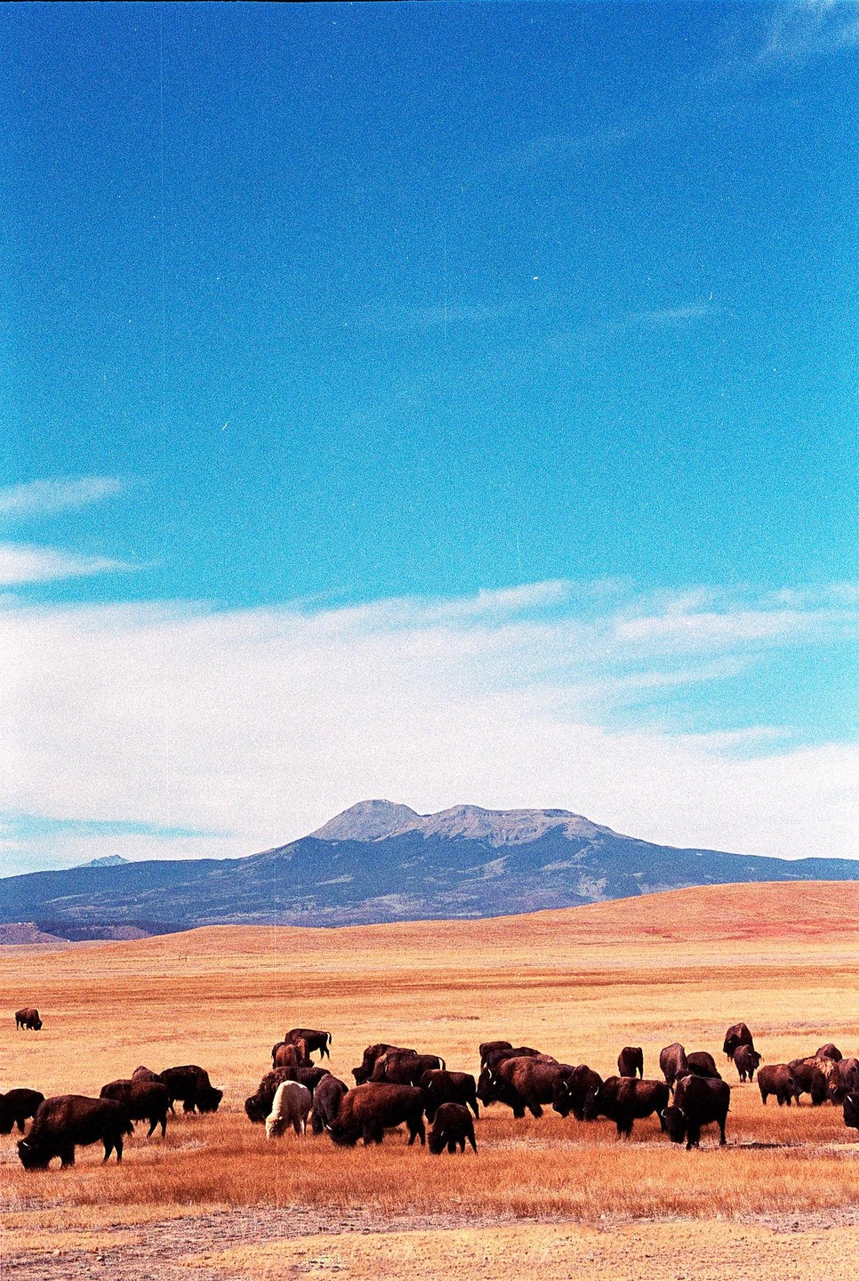 A herd of bison graze in a field with a mountain range in the background under a bright blue sky.