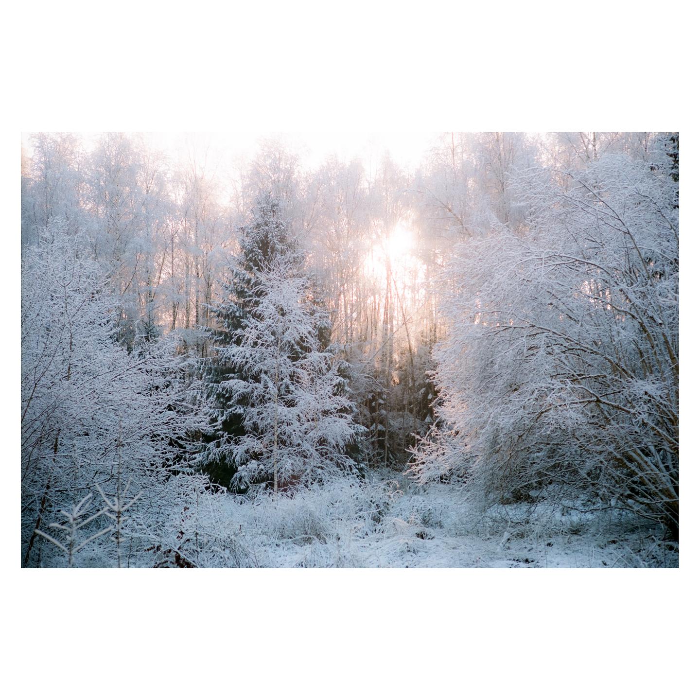 The sun shines through a snow-covered forest with a clearing in the foreground.