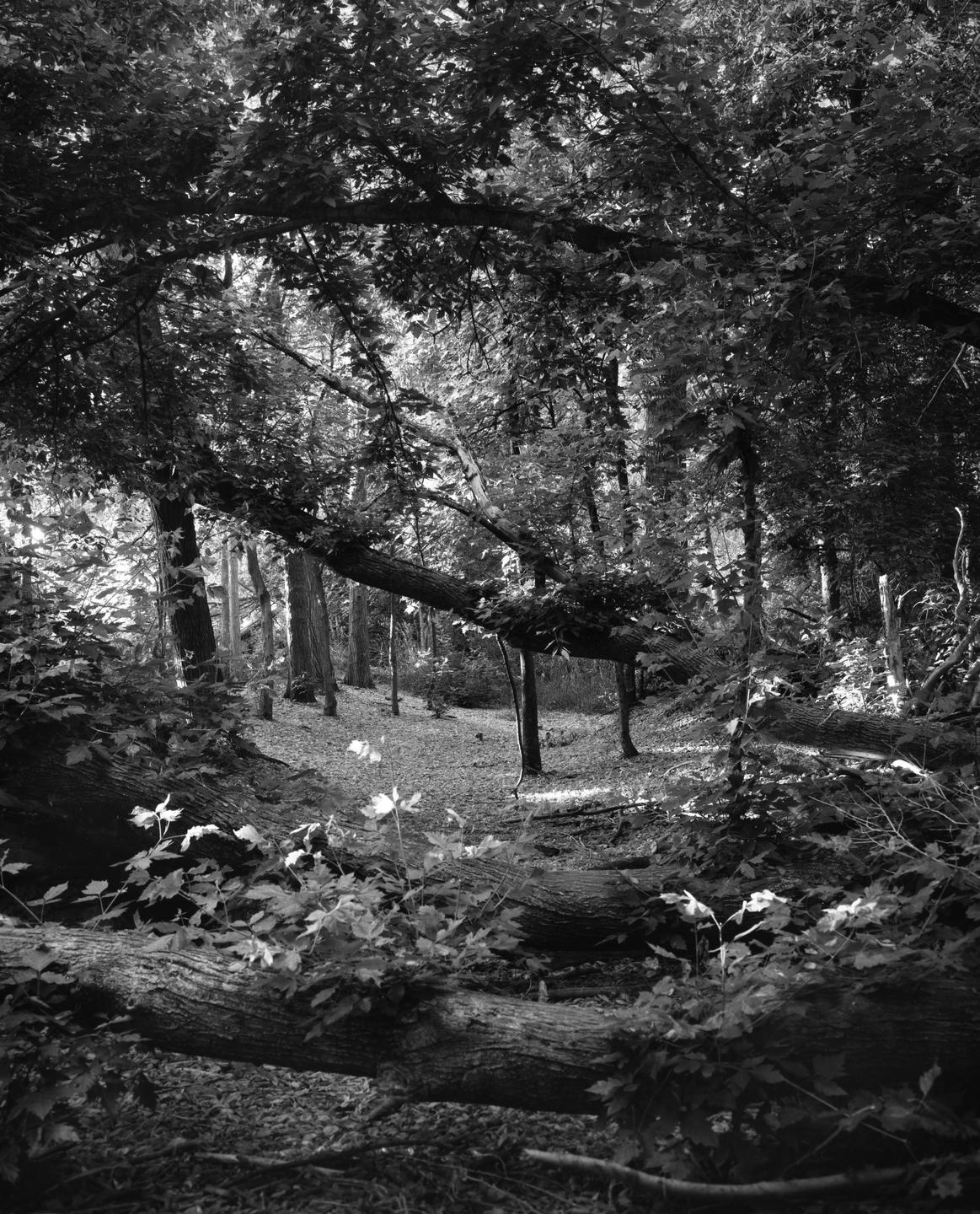 Sunlight filters through the canopy of a forest, illuminating fallen logs and undergrowth.