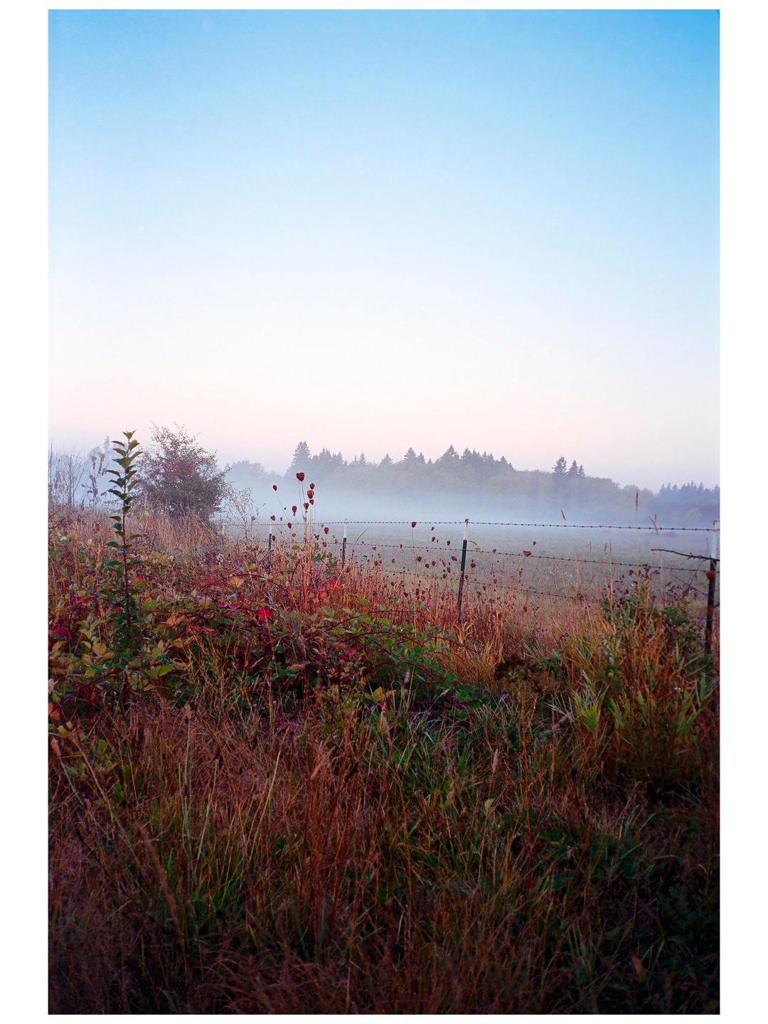 A field with tall grass and a barbed wire fence is covered in fog with trees in the distance under a clear sky.