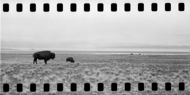 A bison and a calf graze in a vast, flat, grassy landscape with a body of water and mountains in the distance.