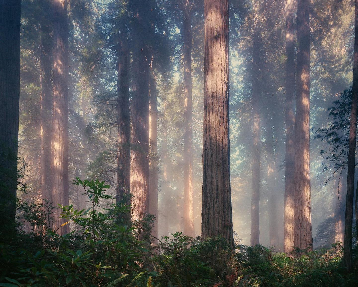 Sunlight streams through a hazy forest of tall trees with green undergrowth.