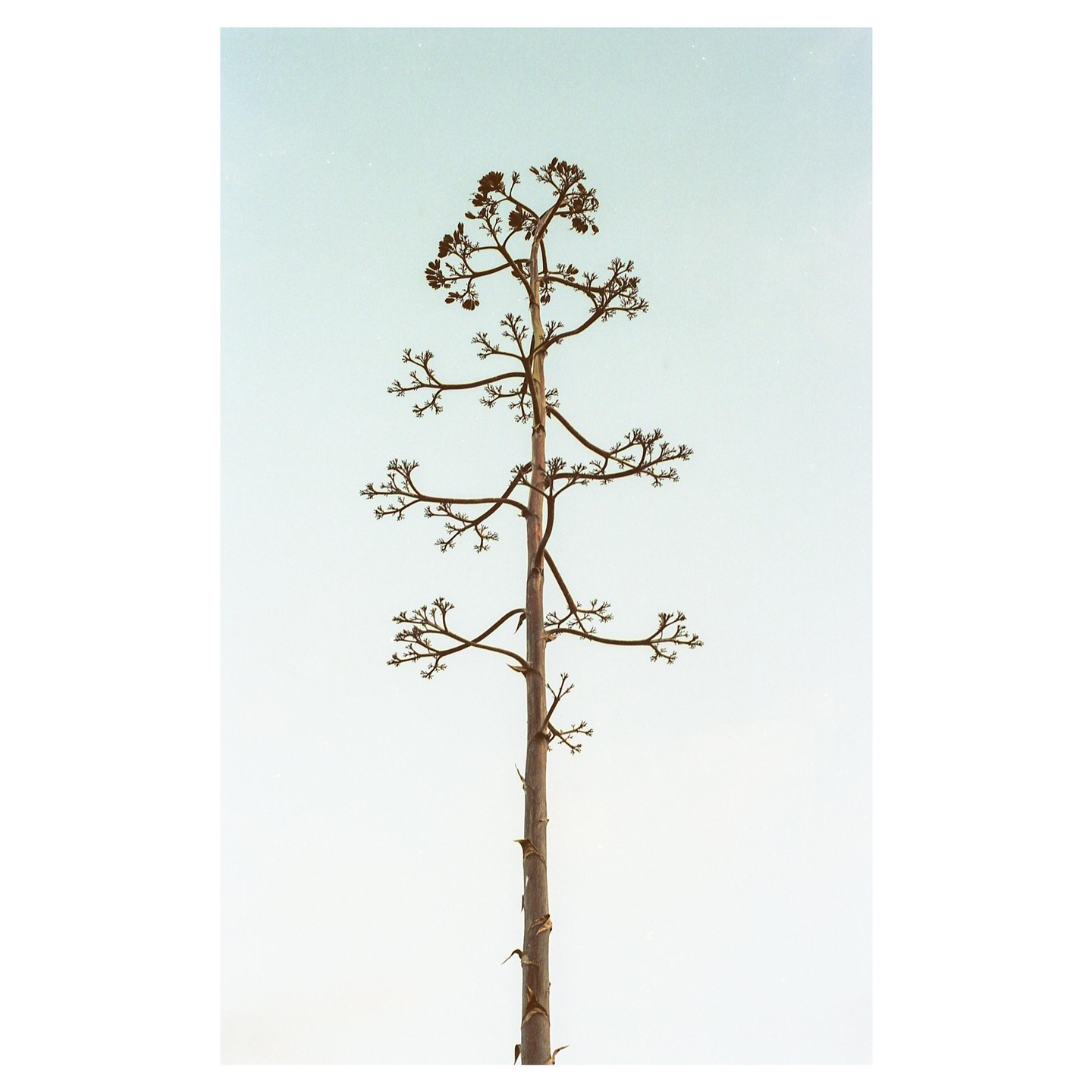 A tall, slender tree with sparse branches stands against a clear, light blue sky.