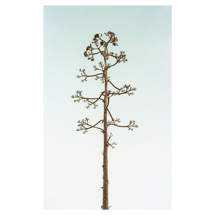 A tall, slender tree with sparse branches stands against a clear, light blue sky.