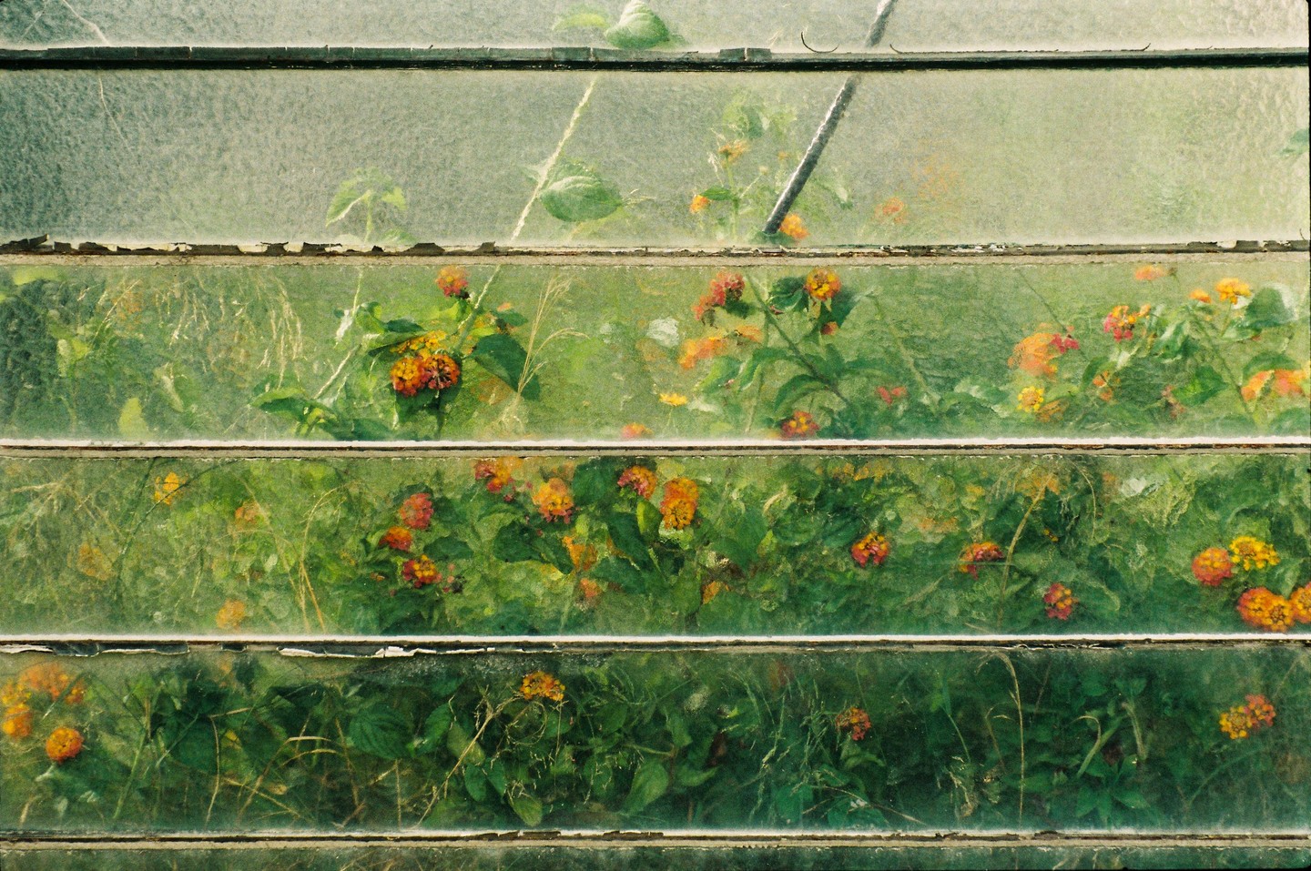Orange and yellow flowers are visible through the dirty, slatted windows of a greenhouse.