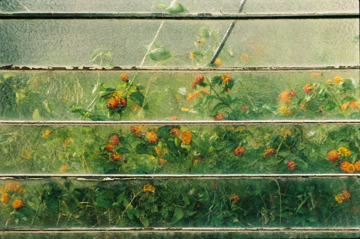 Orange and yellow flowers are visible through the dirty, slatted windows of a greenhouse.