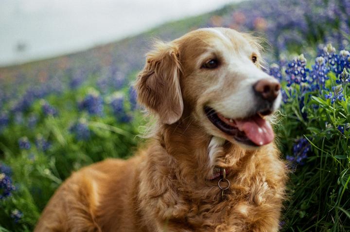 A golden retriever dog sits in a field of bluebonnet flowers.