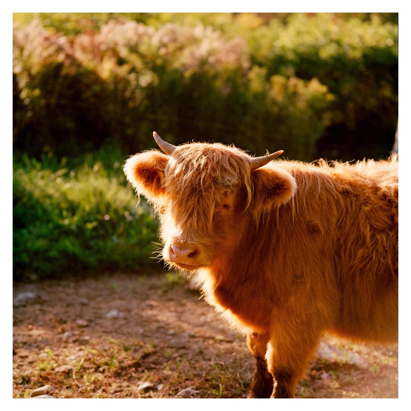 A shaggy cow with horns stands in a field with green foliage in the background.