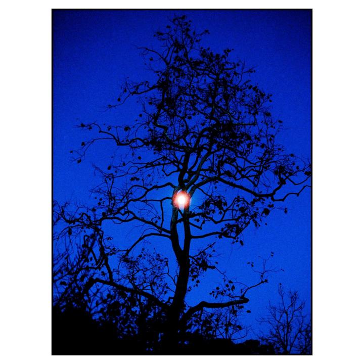 A silhouetted tree with a bright red light in its branches stands against a deep blue sky.