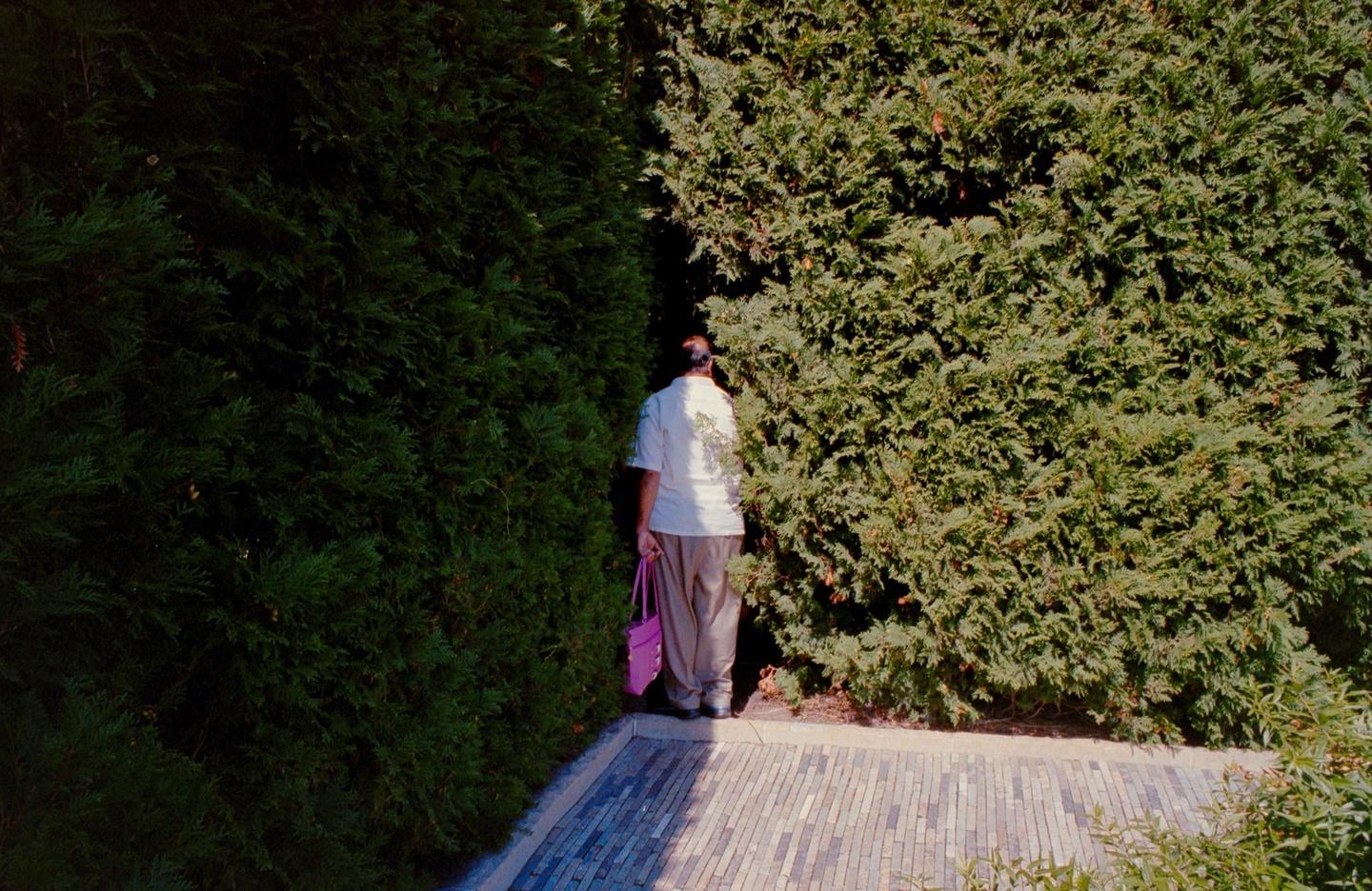 A person holding a purple bag stands between two tall green hedges on a paved path.