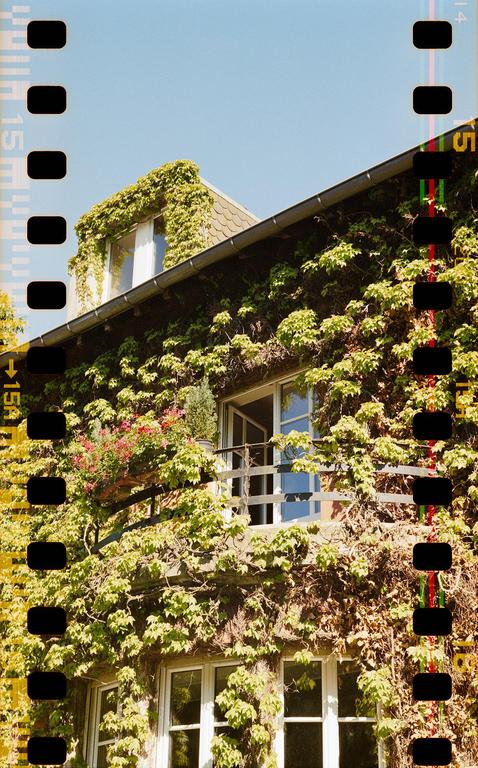 A building covered in ivy has a balcony with flowers and a window.