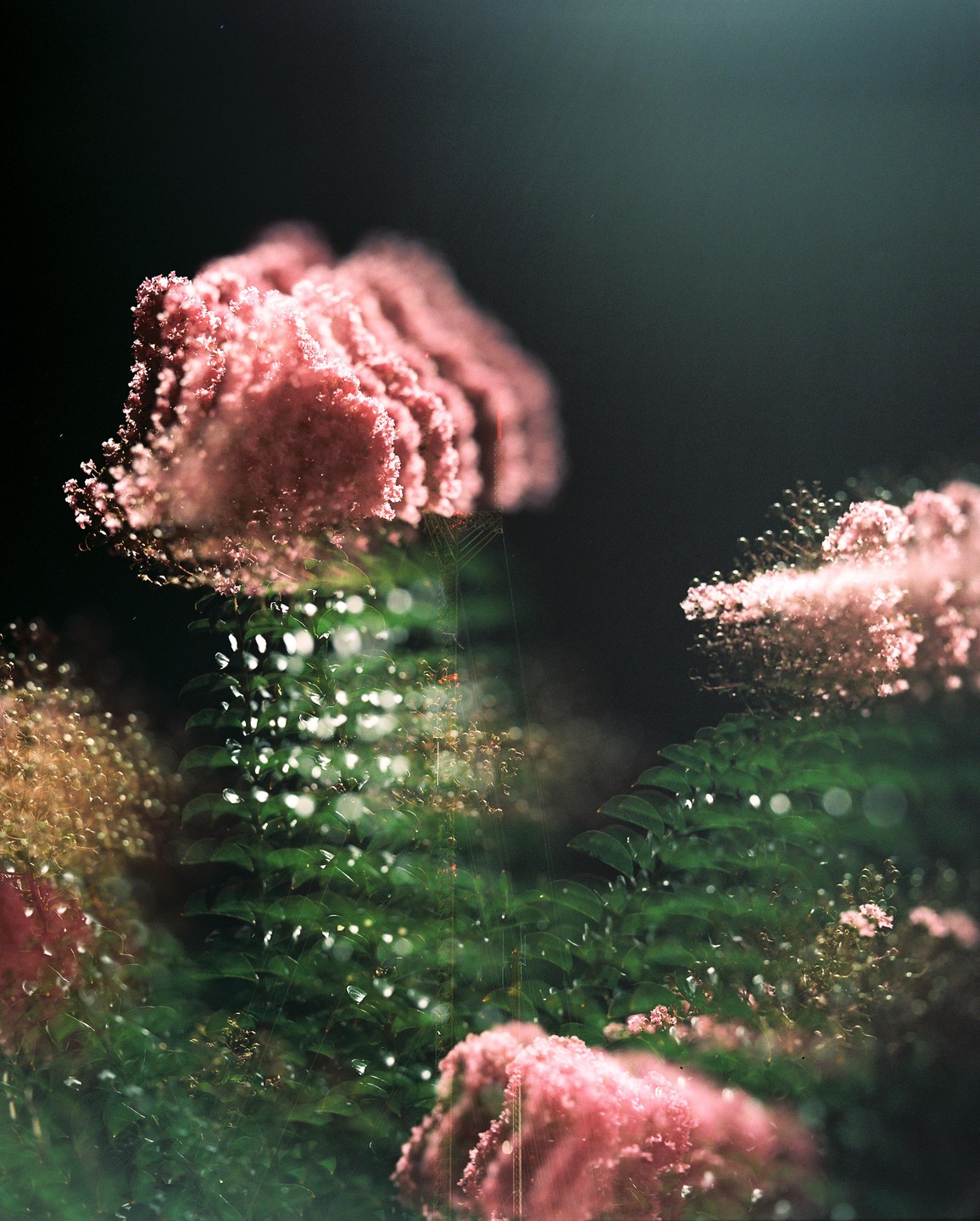 Pink flowers and green foliage are visible in a dark, hazy setting.