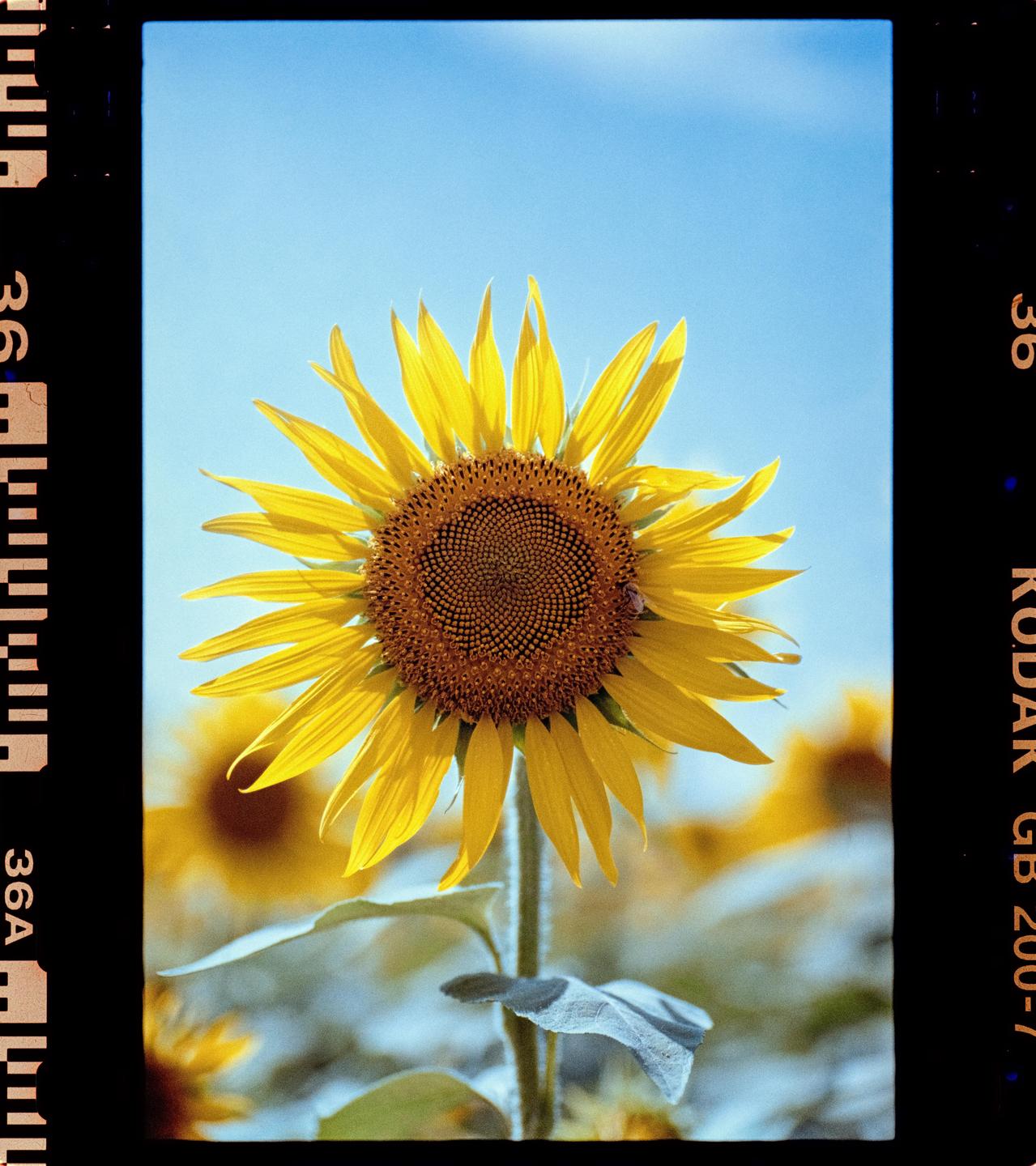 A bright yellow sunflower stands tall against a clear blue sky, with other sunflowers blurred in the background.