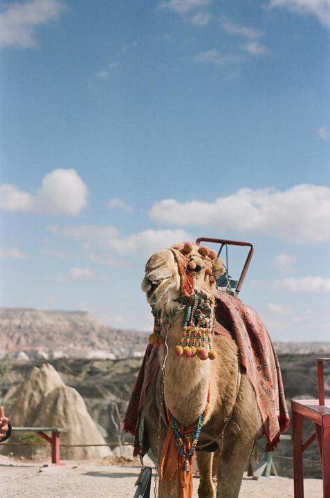 A camel adorned with colorful decorations stands in a desert landscape under a blue sky with clouds.