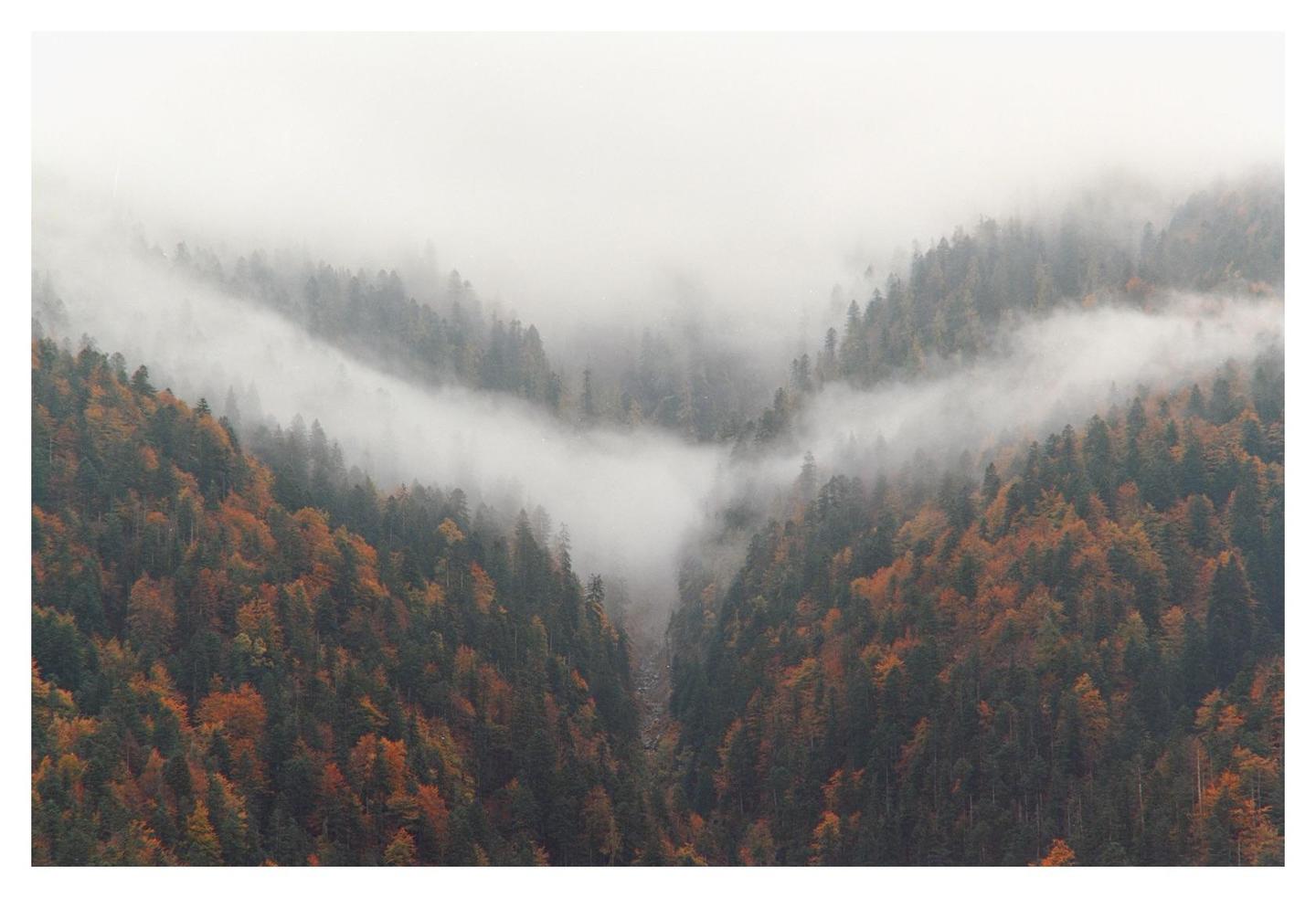 A valley filled with autumn trees is covered in a thick layer of fog.