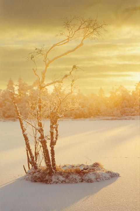 A small cluster of snow-covered trees stands in a snowy field under a golden sky.