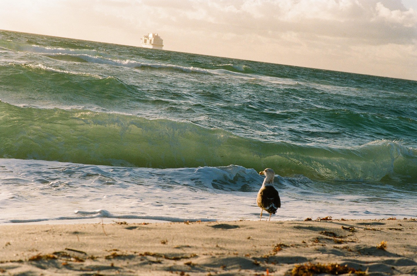 A seagull stands on a sandy beach with waves crashing in the background and a large ship on the horizon.