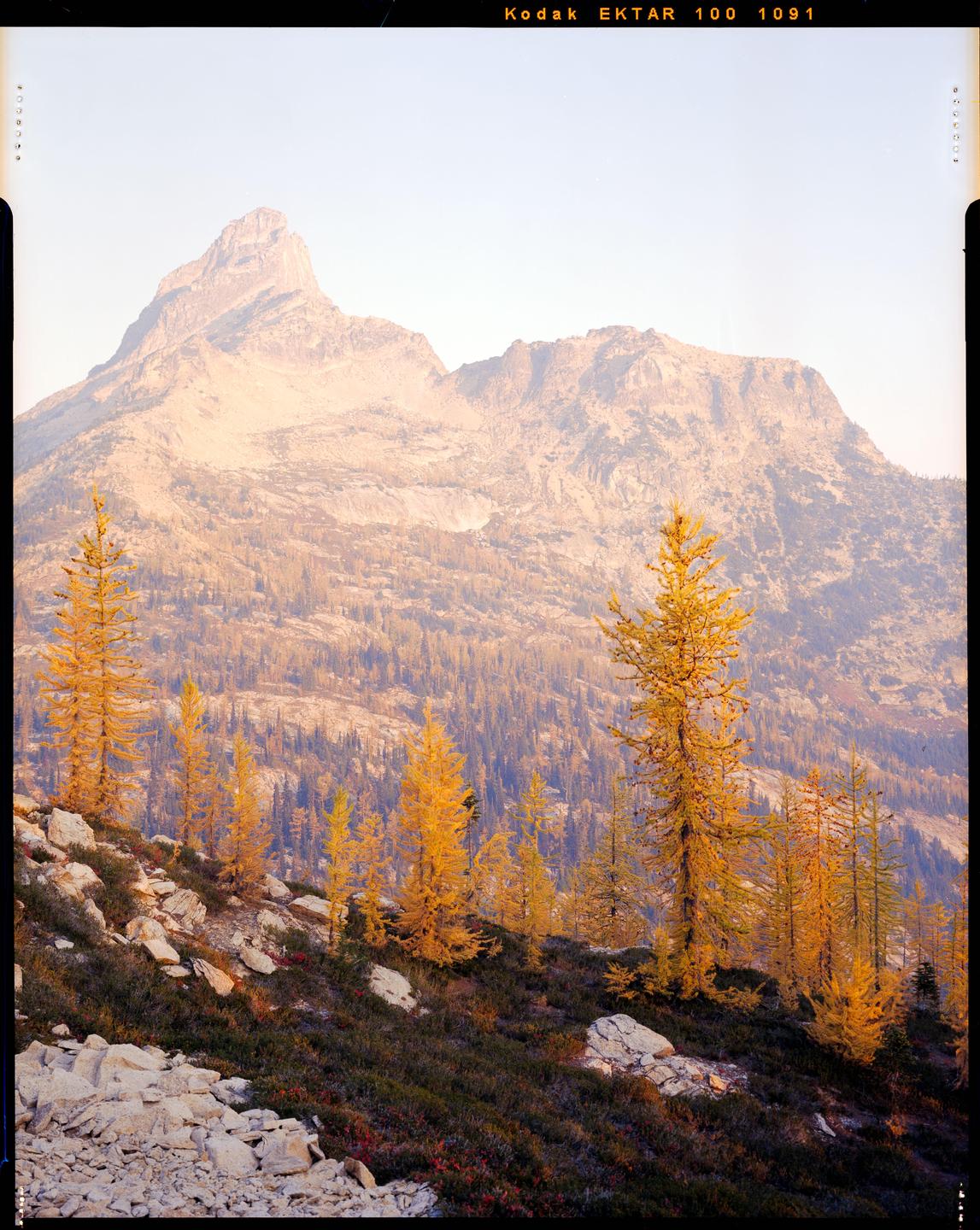 A grove of golden larch trees stands on a rocky hillside with a large mountain in the background.