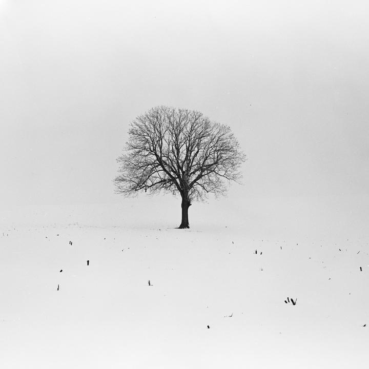 A bare tree stands alone in a snow-covered field under a hazy sky.