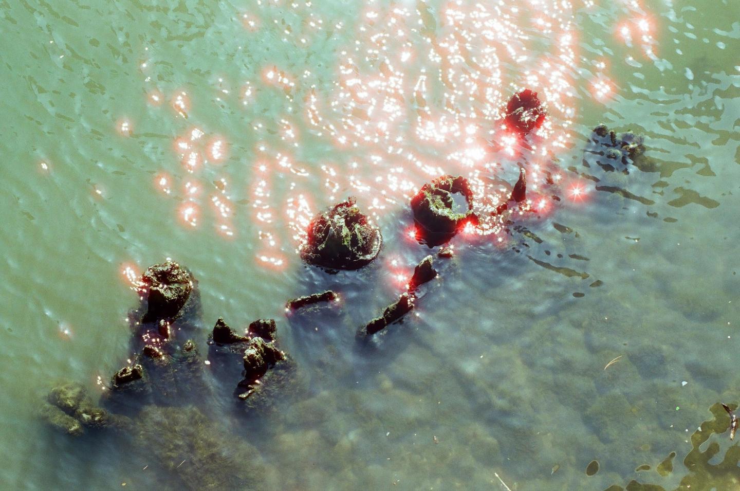 Sunlight reflects off the surface of the Chicago River, illuminating submerged wooden pilings.