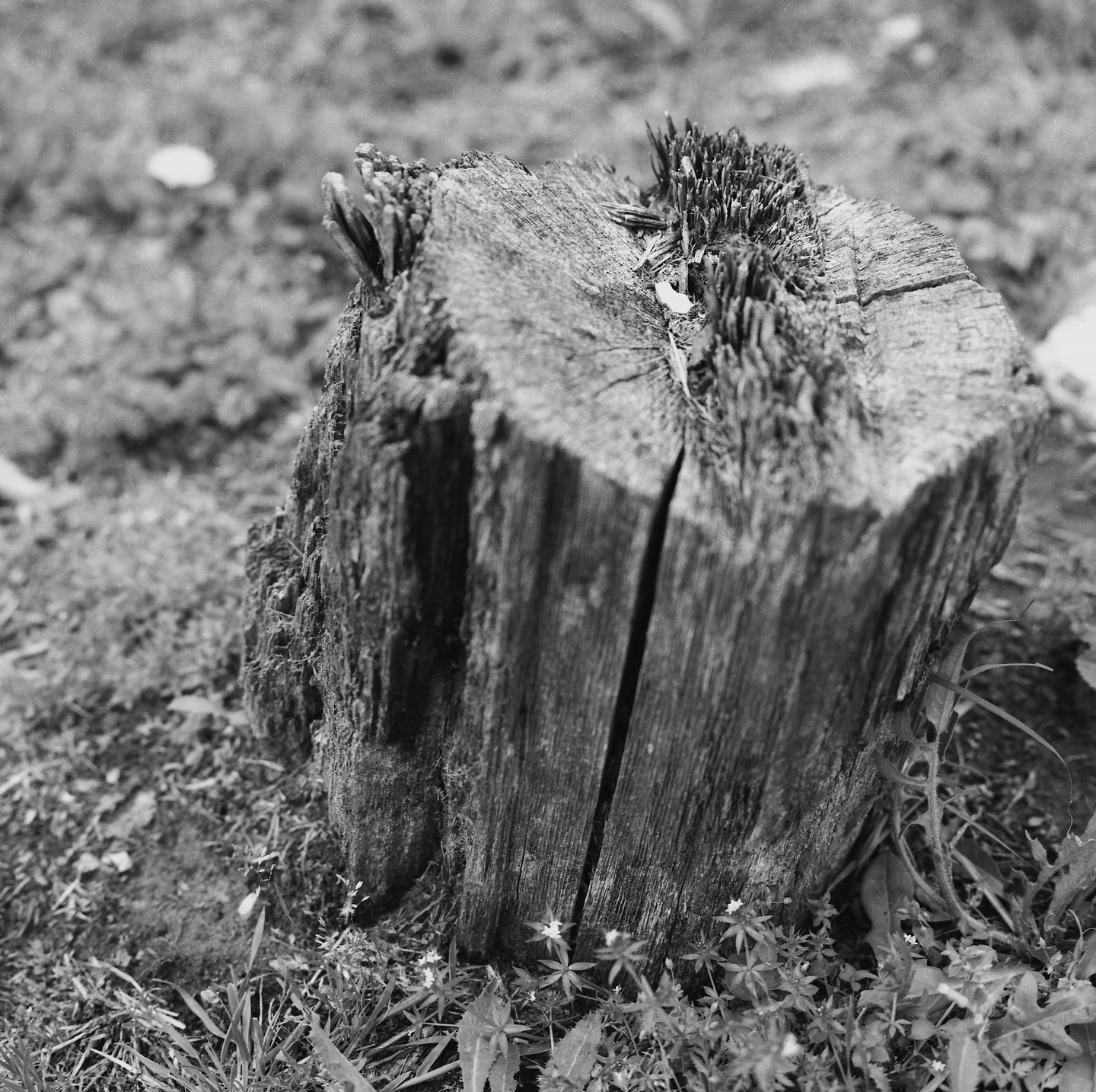 A weathered tree stump with a deep crack is surrounded by grass and small plants.