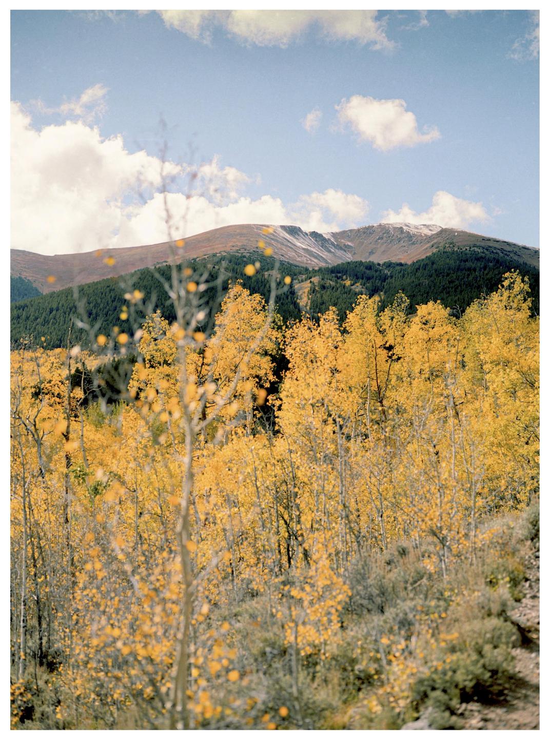 A mountain range with snow-capped peaks rises above a forest of green and golden trees under a blue sky with white clouds.