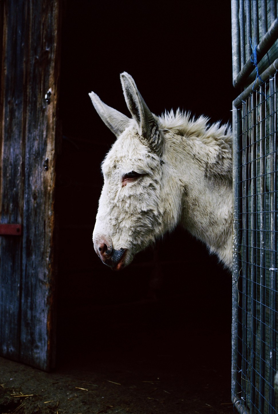 A white donkey looks out from a dark barn opening, with a metal gate on the right.