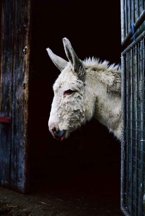 A white donkey looks out from a dark barn opening, with a metal gate on the right.