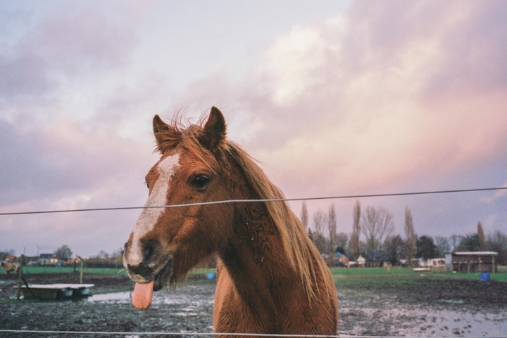 A brown horse with a white blaze on its face sticks its tongue out while looking over a fence in a muddy field under a cloudy sky.