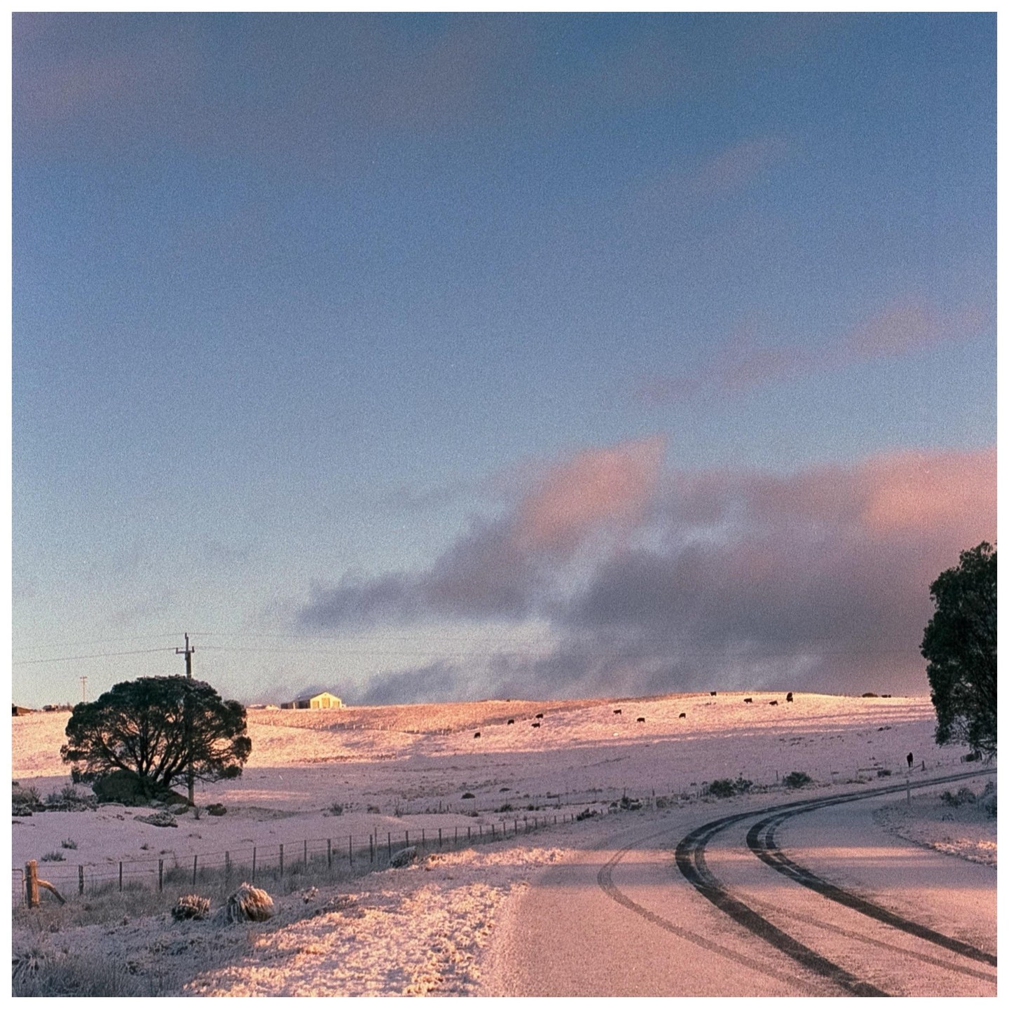 A snow-covered rural landscape features a winding road, rolling hills with grazing cattle, and a large tree under a blue sky with pink-tinged clouds.