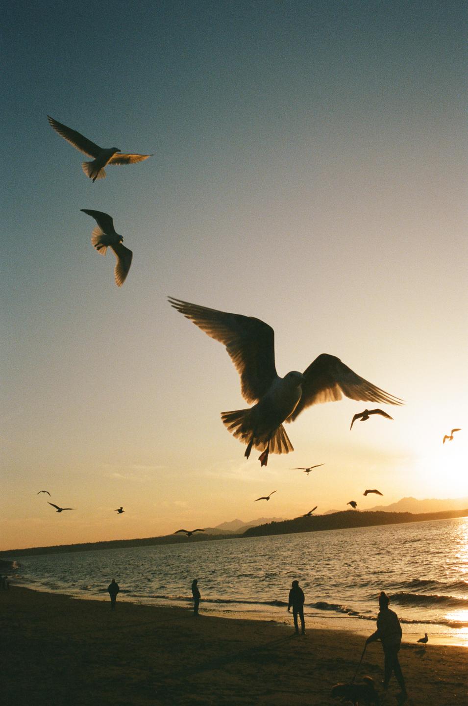 Several seagulls fly over a beach with people and water in the background during sunset.
