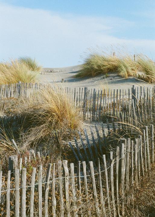 A wooden fence separates a sandy path from a dune covered in tall grass under a clear sky.