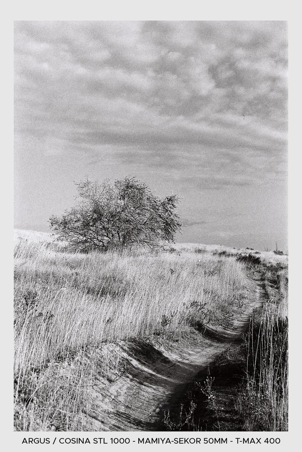 A dirt path winds through a field of tall grass towards a lone tree under a cloudy sky.