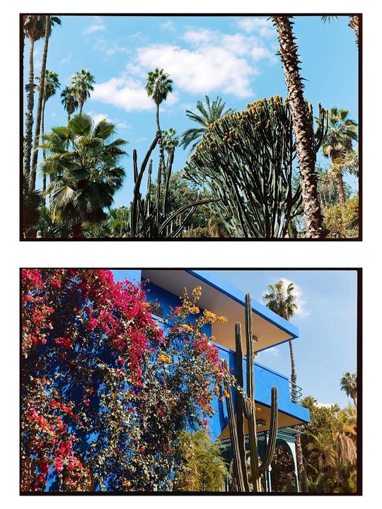Two images show a garden with palm trees and cacti, and a blue building covered in bougainvillea.