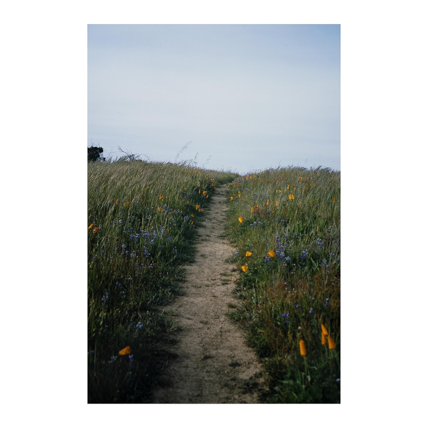 A narrow dirt path winds through a field of tall grass and wildflowers under a pale sky.