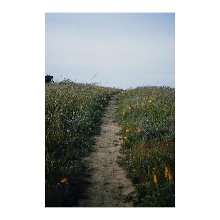 A narrow dirt path winds through a field of tall grass and wildflowers under a pale sky.
