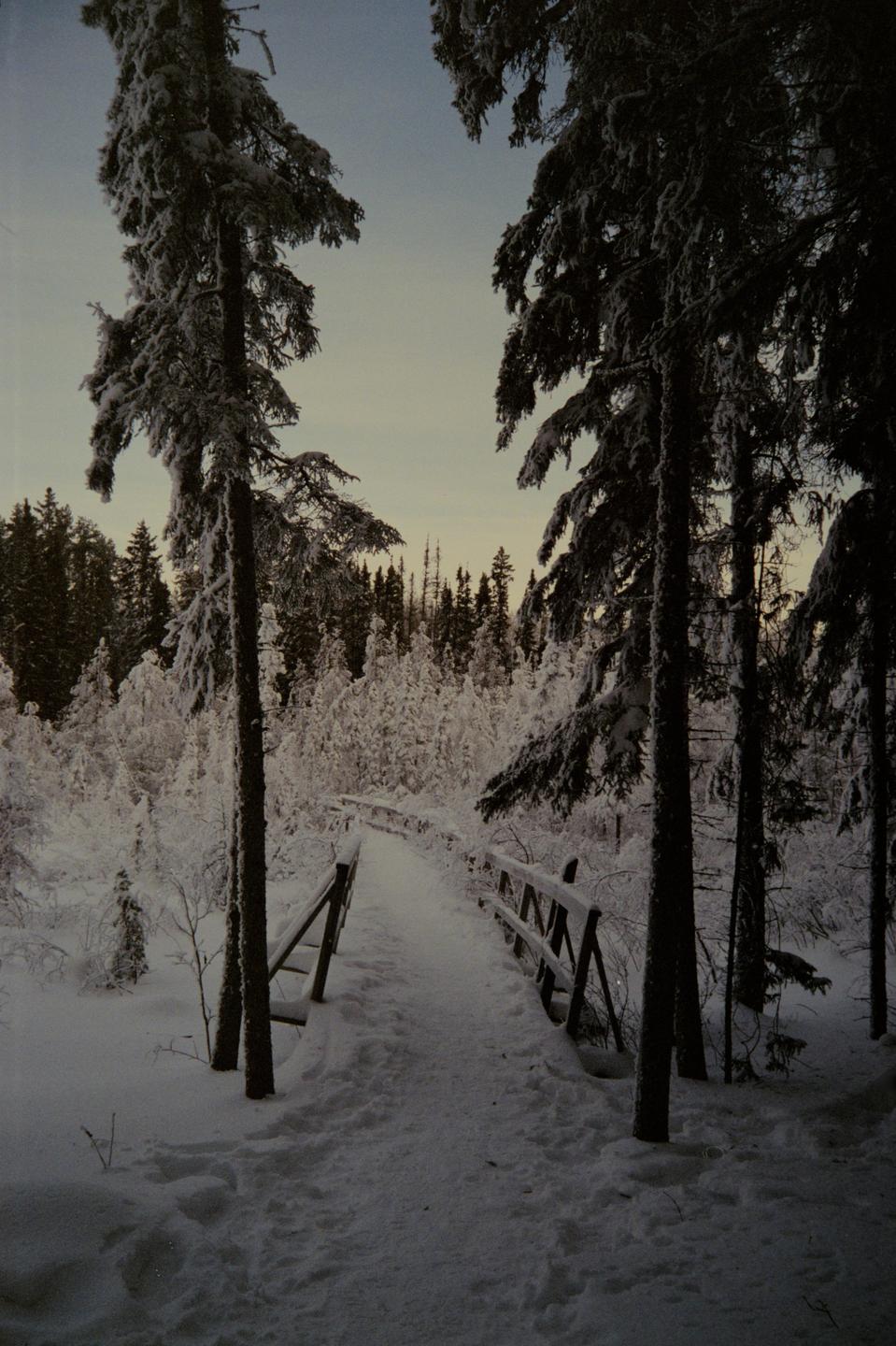 A snow-covered wooden walkway leads through a winter forest with tall evergreen trees.