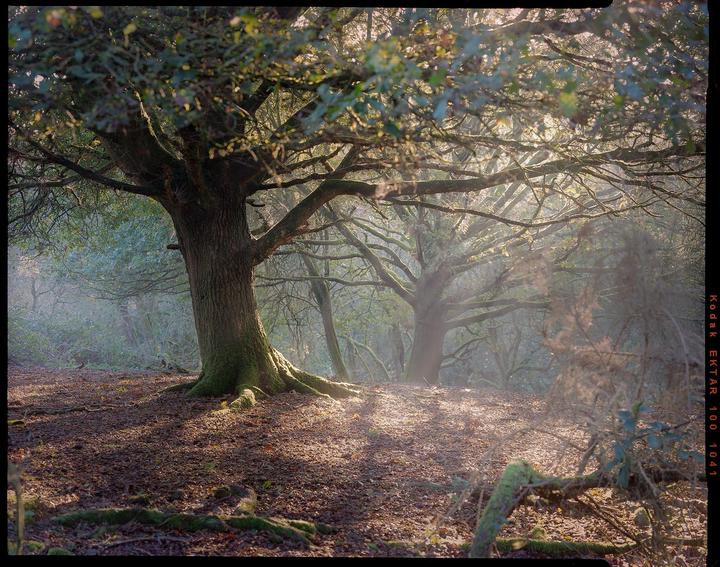 Sunlight streams through the branches of a large tree in a forest with a ground covered in fallen leaves.