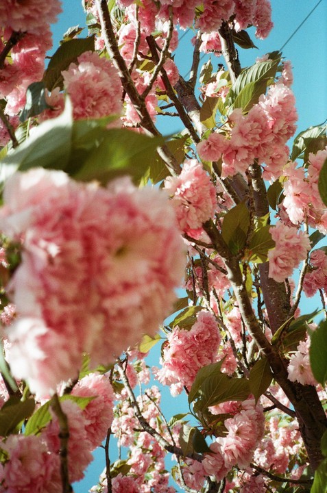 Pink blossoms on a tree branch are visible against a clear blue sky.