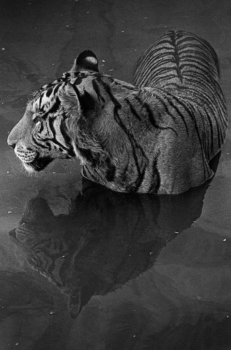 A tiger stands in water with its reflection visible below.