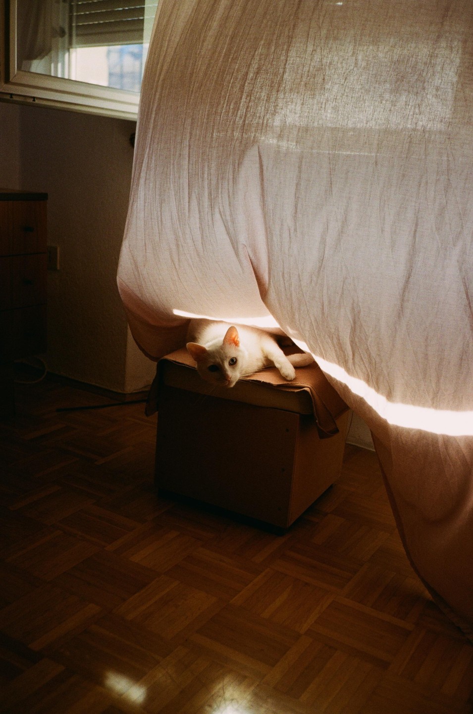 A white cat lies on a box under a curtain with a window in the background.