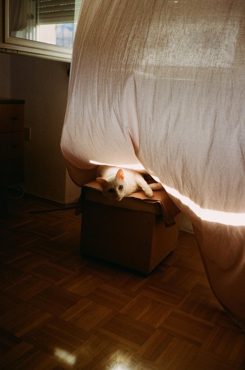 A white cat lies on a box under a curtain with a window in the background.